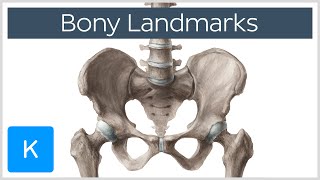 How to Memorize Bony Landmarks Quickly and Easily  Human Anatomy  Kenhub [upl. by Ymrots]