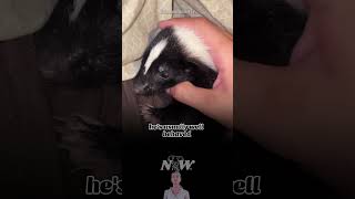 Adorable Pet Skunks HILARIOUS Bottle Obsession [upl. by Helbonnah690]