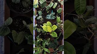 My Philodendron Collection philodendron philodendronvariety trending [upl. by Arrik]