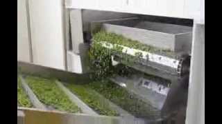 Frozen Pea Processing Plant by BAJAJ PROCESSPACK LIMITED [upl. by Shena138]