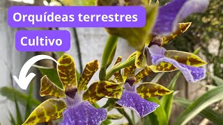 🟥Orquídeas terrestres florações e dicas de cultivo ‼️ [upl. by Rolanda387]