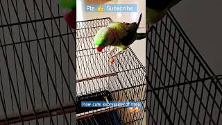 How cute expression of titoo parrot trending viral short video [upl. by Noitna994]