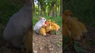 Warm pictures of small animals together Cute pet debut plan Rabbit and dog Pastoral cute petrabbit [upl. by Landahl191]