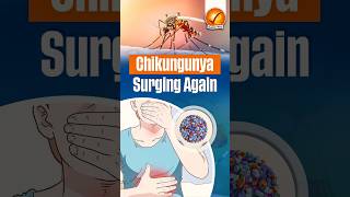 Chikungunya Surging Again [upl. by Dale]