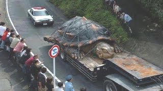 TAVŞAN vs KAPLUMBAĞA Yarışı 🐇🏁🐢 leddisplayfactory  IG [upl. by Alya]