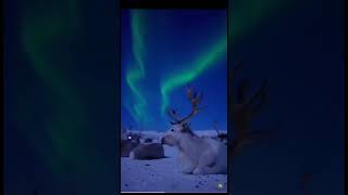 Northern Lights Tromso Norway 🇧🇻 aurora northernlights shortsvideo beautiful [upl. by Diraj]