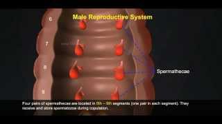 2 Reproductive System of Earthworm 512 1 [upl. by Ijuy]