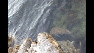 Puffer Fish in Spaanse Water Curaçao [upl. by Weil34]