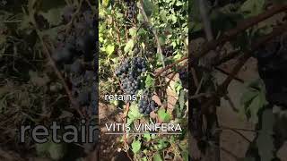 VITIS VINIFERA AKA GRAPE VINE [upl. by Nahtnanhoj]