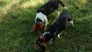 Beagles running a Rabbit July 20th Saint Marys Beagle Club [upl. by Sallie]