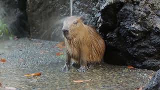 Capybara Shower [upl. by Sankey]