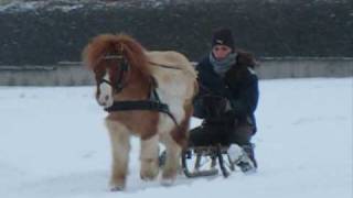 Schlitten fahren mit Till [upl. by Lisabet118]