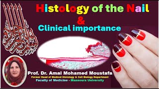 3 Histology of the Nail amp Nail Diseases Dr Amal mohamed moustafa [upl. by Eenyaj]