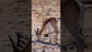 Springbok Gazelles chewing grass springbok gazelle chew grass cute nature wildlife HA39817 [upl. by Burr]