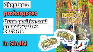 gram positive and gram negative bacteria class 11 biology Sindh board chapter 6 prokaryotes [upl. by Adnilemreh]