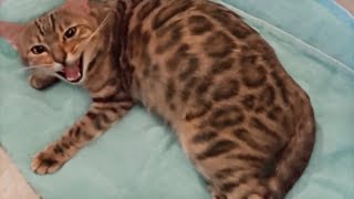 Pregnant Bengal Cat Giving Birth to 4 Kittens  Emotional [upl. by Annavoig]