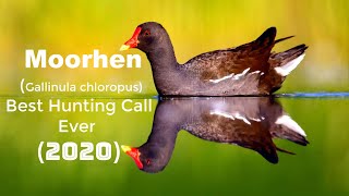 Common moorhen Birds Call Sound  Moorhen Bird Best Hunting Call Ever 2020 [upl. by Elletsyrc535]