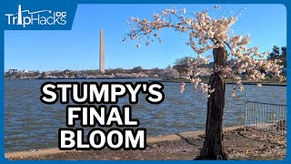 Washington DC Cherry Blossom 2024 Virtual Tour 🌸 4K Narrated [upl. by Ailak]