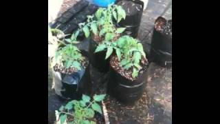 Hydroponic Tomatoes  Drip to Waste System [upl. by Ettegirb]