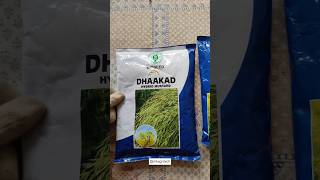 Dhaakad hybrid mustard seed bioseed mkagritech paddycrop sarsonkikheti musturd [upl. by Orgalim]