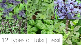 12 Types of Tulsi  12 Varieties of Basil [upl. by Bryner]