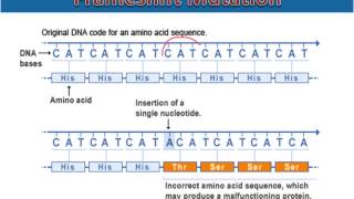 Frameshift Mutations [upl. by Salesin]