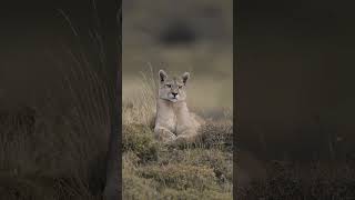 Getting up close with Pumas [upl. by Saxet705]