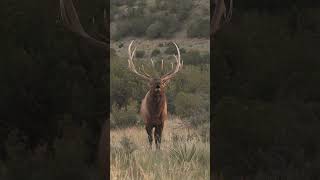 The Chuckler Welcome to the best time of yearThe Rut Hoyt Elk Rut [upl. by Nil]