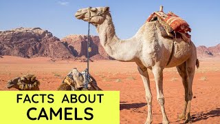 Camel Facts for Kids  Interesting Amazing Facts about Camels for Children [upl. by Assyle315]