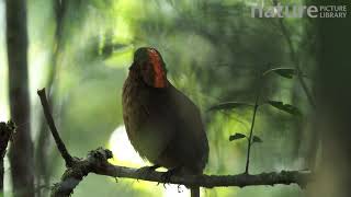 Macgregors bowerbird singing in rainforest Papua New Guinea [upl. by Delmer]