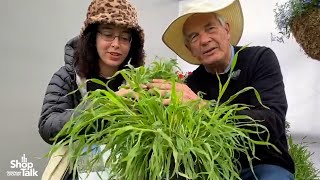 California Spring Trials 2024 Up Close With Hares Tail Grass From Benary [upl. by Roanna]