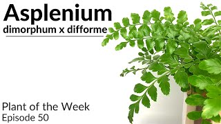 How To Care For Asplenium dimorphum x difforme Austral Gem Fern  Plant Of The Week Ep 50 [upl. by Tricia]