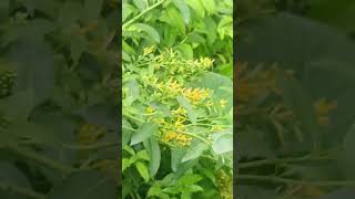 RAAT KI RANI RAAT RANI NIGHT BLOOMING JASMINE PLANT [upl. by Dahs]