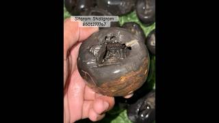 SitaRam Shaligram  Nepal Gandkai Nadi Shilashortviralshortshortsvideoyoutubeshortsbhakti [upl. by Marybelle]