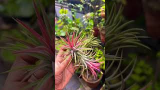 Tillandsia ionantha shorts shortvideo short youtubeshorts youtube [upl. by Anirrok]