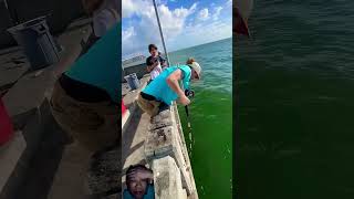 Catching a monster grouper from under the pier fishing  slobzfishinh [upl. by Neuberger]