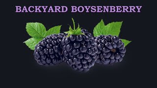 Backyard Boysenberry  Progress on Growing Berries  May 22 2024 [upl. by Anawad761]