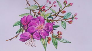 Drawing Melastoma flower with color pencils  Tibouchina  Begum bahar  Princess flower drawing [upl. by Andert]