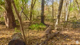 Autumn Hike in Inwood Hill Park [upl. by Eirlav]