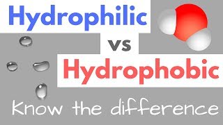 Hydrophilic vs Hydrophobic  Substances  Cell Membranes [upl. by Rufford]