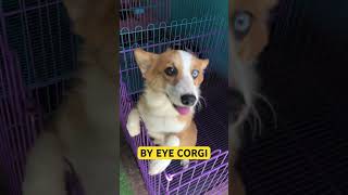 CORGI BY 👁️ [upl. by Navinod]