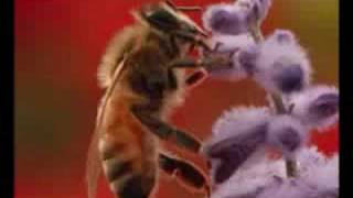 Bradleys iMovie on Insect Sounds [upl. by Nimref]