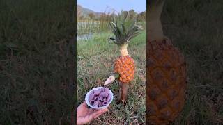 Survival Skills SIMPLE and USEFUL with soap and Pineapplecamping bushcraft outdoors [upl. by Eenobe]