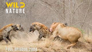 LIONS VS HYENAS  Clash of Predators in the Savannah  Animal documentary [upl. by Aropizt]