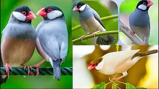 Java finches na eggs laying kar diya Java sparrow ubdate [upl. by Elianore]