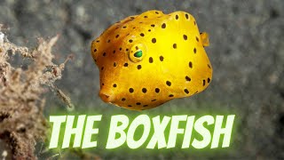 The Boxfish the surprisefilled safe of marine life [upl. by Gambrill]