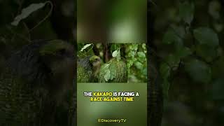 Flightless Parrot  Meet The Kakapo [upl. by Macmillan590]