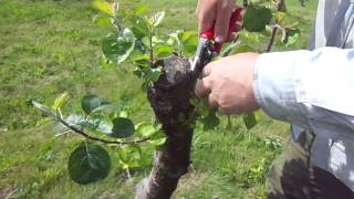 Working over apple trees result of brutal pruning [upl. by Taggart]