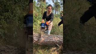 Thrilling logging chainsaw vs giant tree [upl. by Sayers]