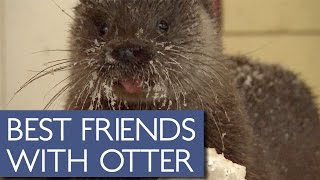 Elderly Man Has Adorable Friendship With Wild Otter [upl. by Noiramaj]